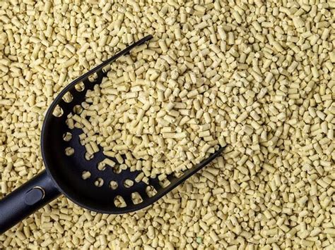 10 Best Natural Cat Litters in 2024 – Reviews & Top Picks.